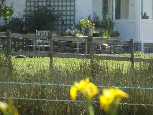 The Swallows Guest House New Quay  Exterior foto